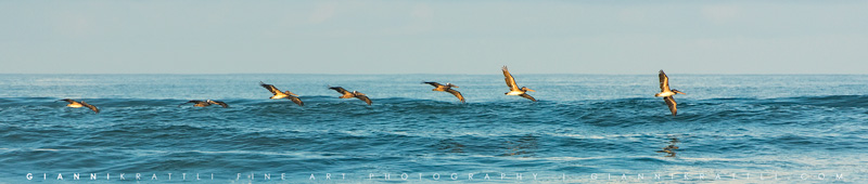 Wind Surfer