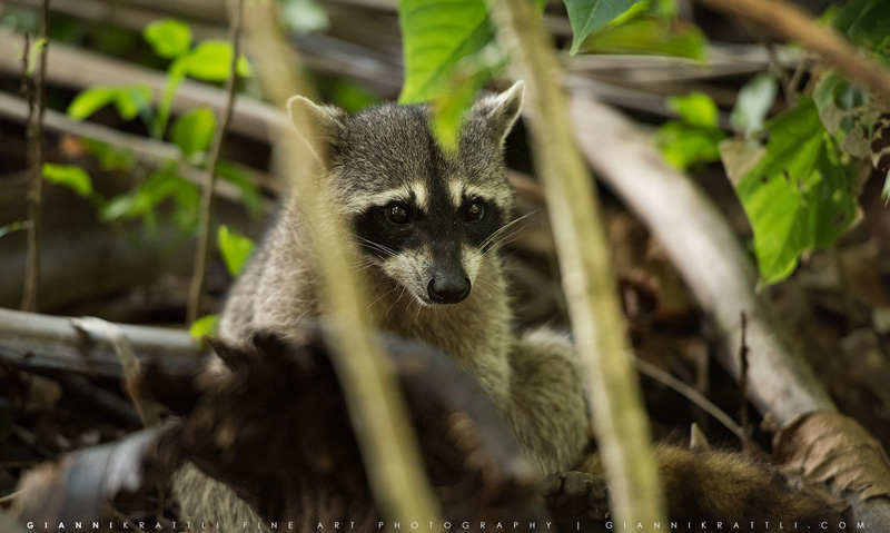 Rocket in Costa Rica