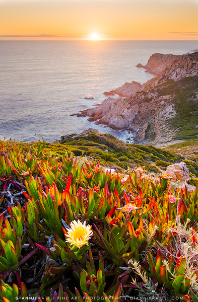 Corsica Springtime
