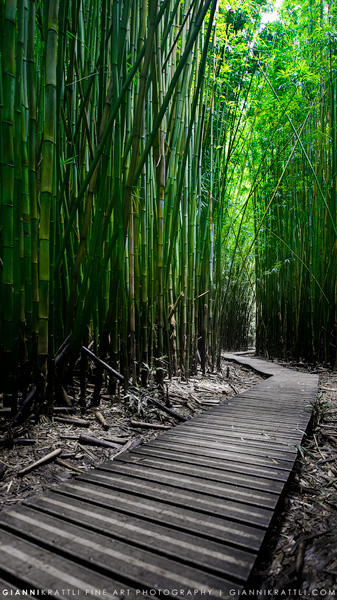 Bamboo Matrix