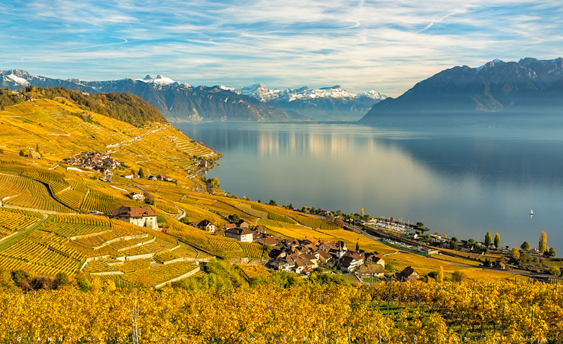 Golden Wine of Lavaux